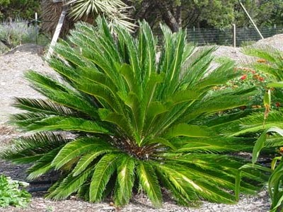 راهنمای نگهداری و پرورش گیاهان آپارتمانی - سیکاس رولوتا